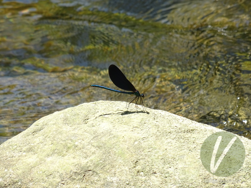 Blauflügel-Prachtlibelle: Übersicht